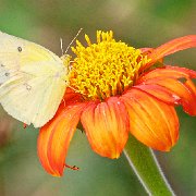 H1P8215 - Version 2  JAH-13-609